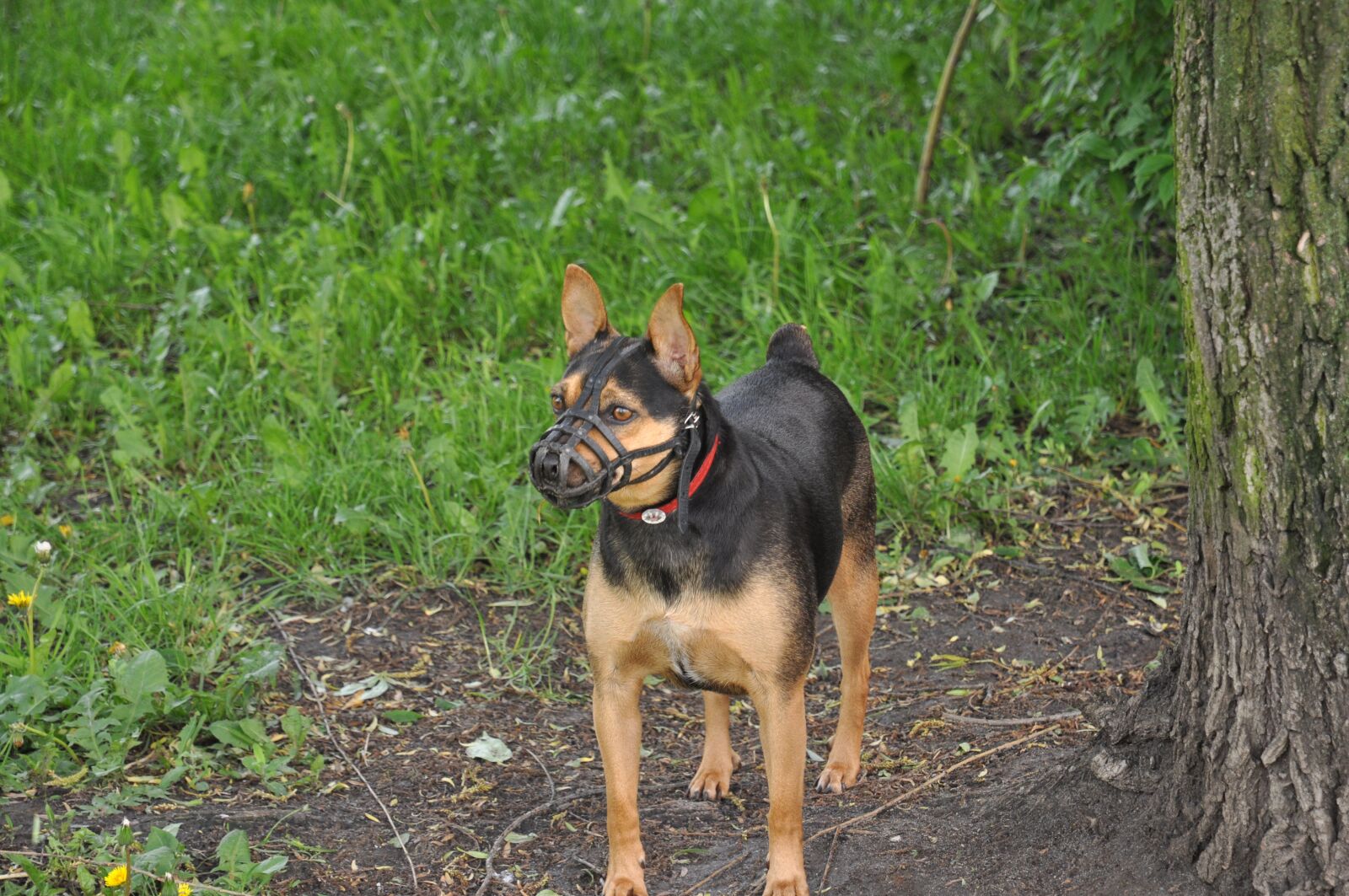 Nikon D90 sample photo. Dog, the muzzle, animal photography