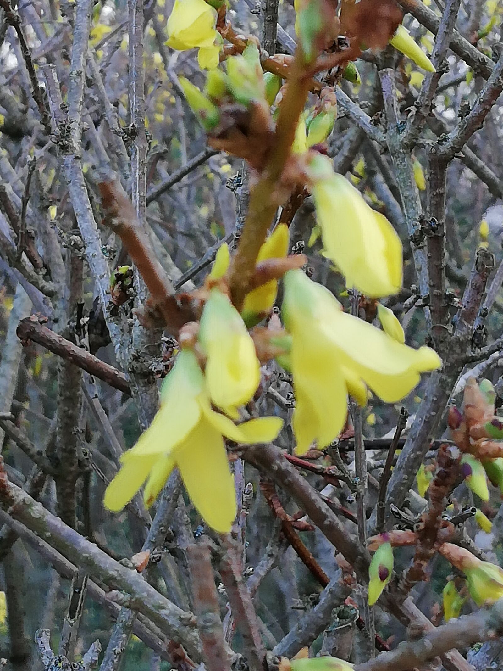 HUAWEI Mate 10 Lite sample photo. Spring, plant, nature photography