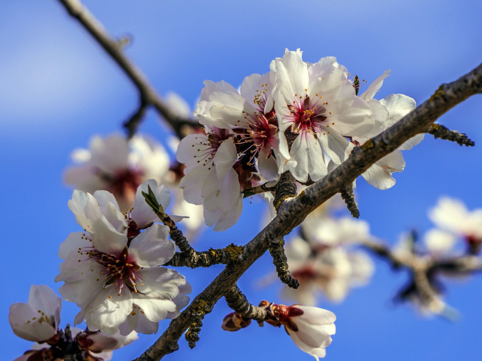 Sony E 55-210mm F4.5-6.3 OSS sample photo. Branch, flower, cherry photography