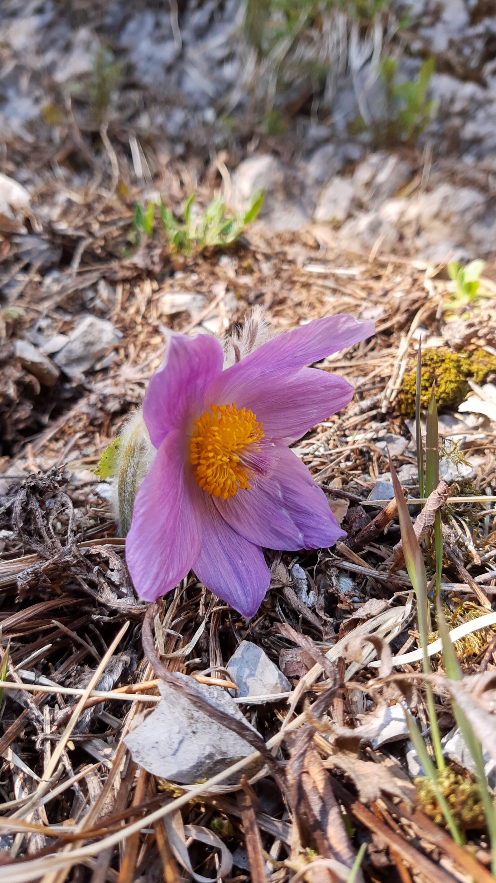 Motorola ONE VISION sample photo. Flower, forest, nature photography