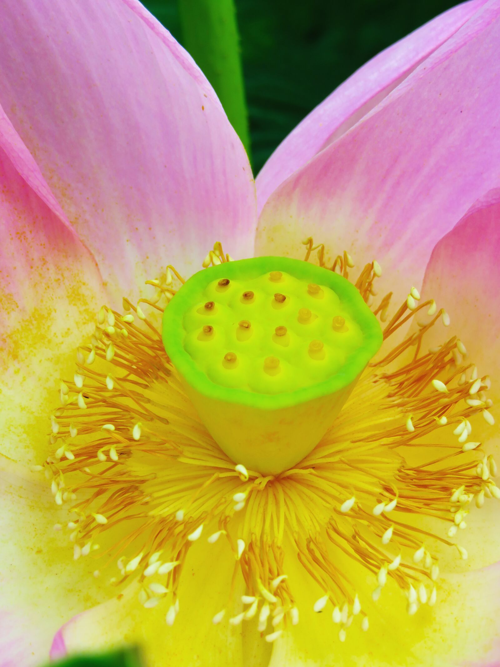 Canon PowerShot SX720 HS sample photo. Lotus, dutch, flower photography