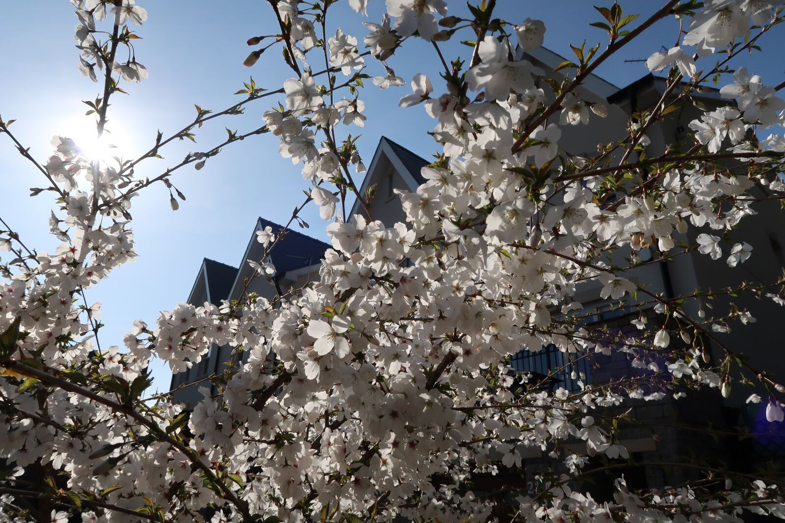 Canon PowerShot G7 X Mark II sample photo. Cherry, tree, cherry blossom photography