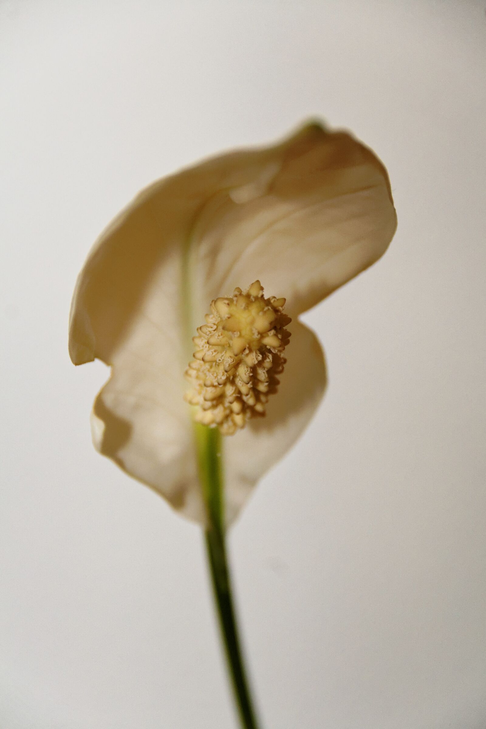 Canon EOS 30D sample photo. Flower, houseplant, blossom photography