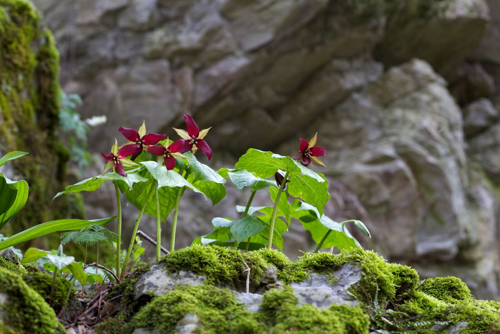 Canon EOS 5D Mark II sample photo. Plant, flowering, wildflower, red photography
