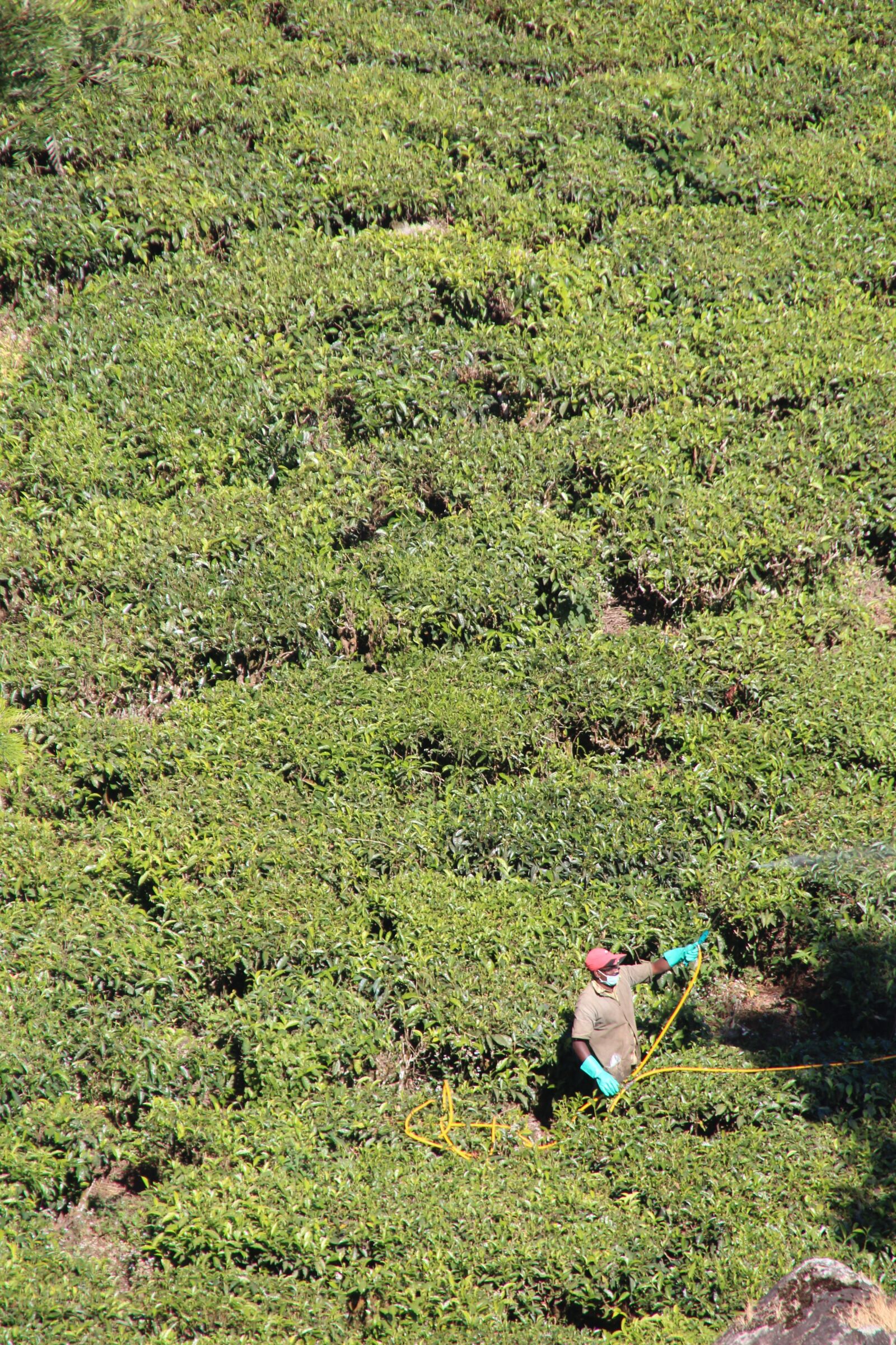 Canon EOS 600D (Rebel EOS T3i / EOS Kiss X5) sample photo. Tee, plantation, tea plantation photography