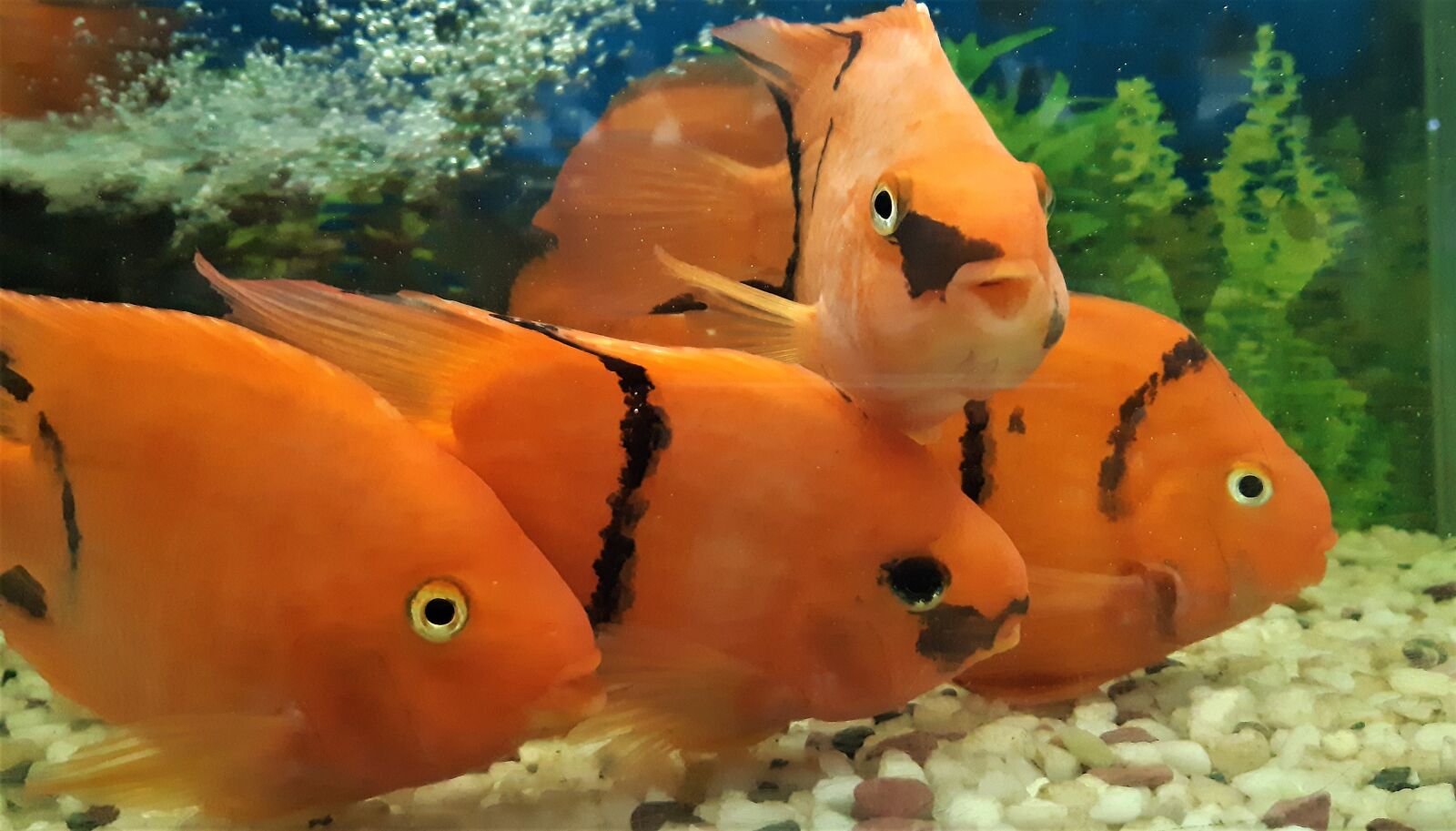 Samsung Galaxy A30 sample photo. Parrot fish, tropical fish photography