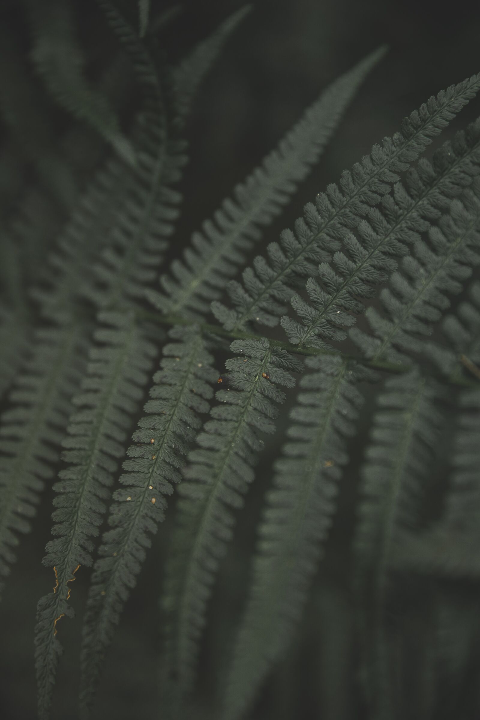 Canon EF 24-70mm F2.8L II USM sample photo. Fern, green, plant photography