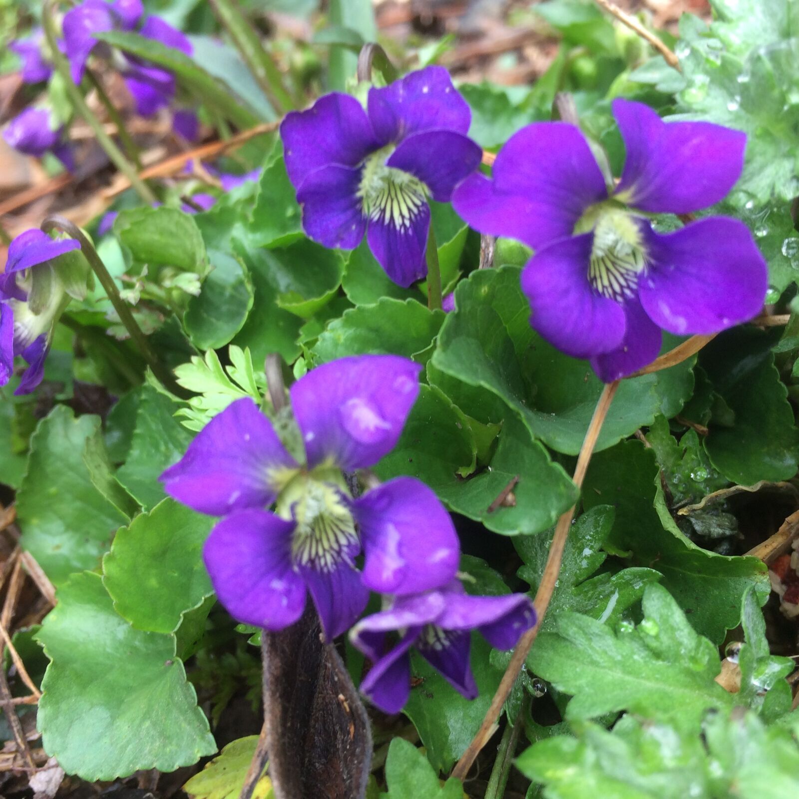 iPhone 5s back camera 4.15mm f/2.2 sample photo. Flower, purple, flower, violet photography