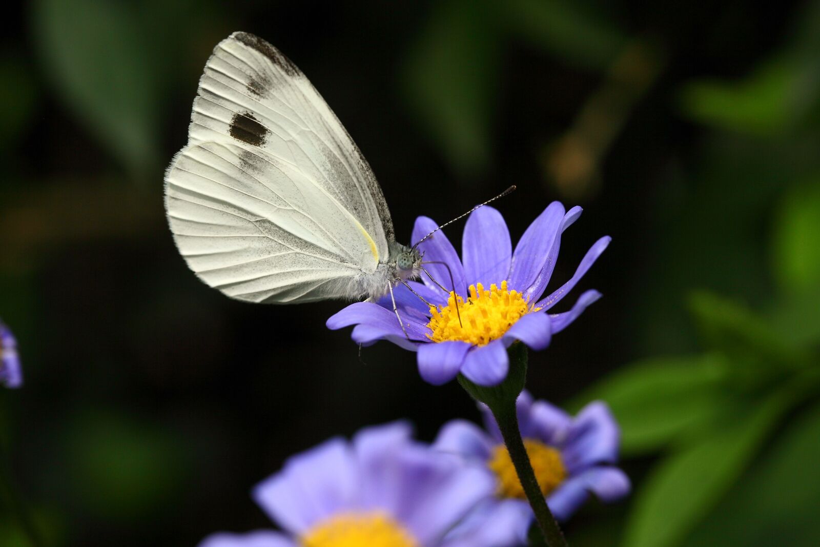 Canon EOS 5D Mark II sample photo. The white one, insects photography