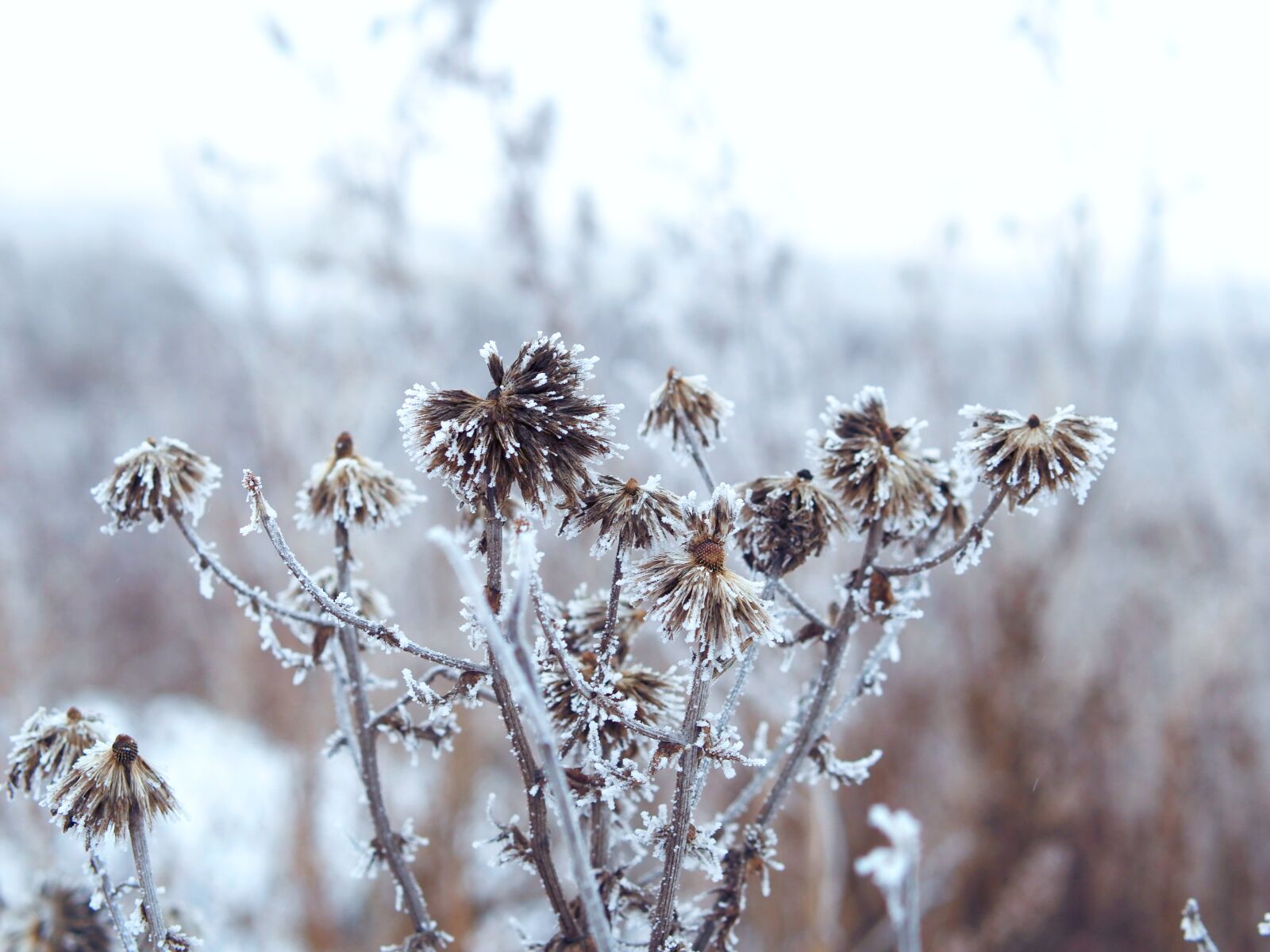 XIAOYI 42.5mm F1.8 sample photo. Winter, landscape, snow photography