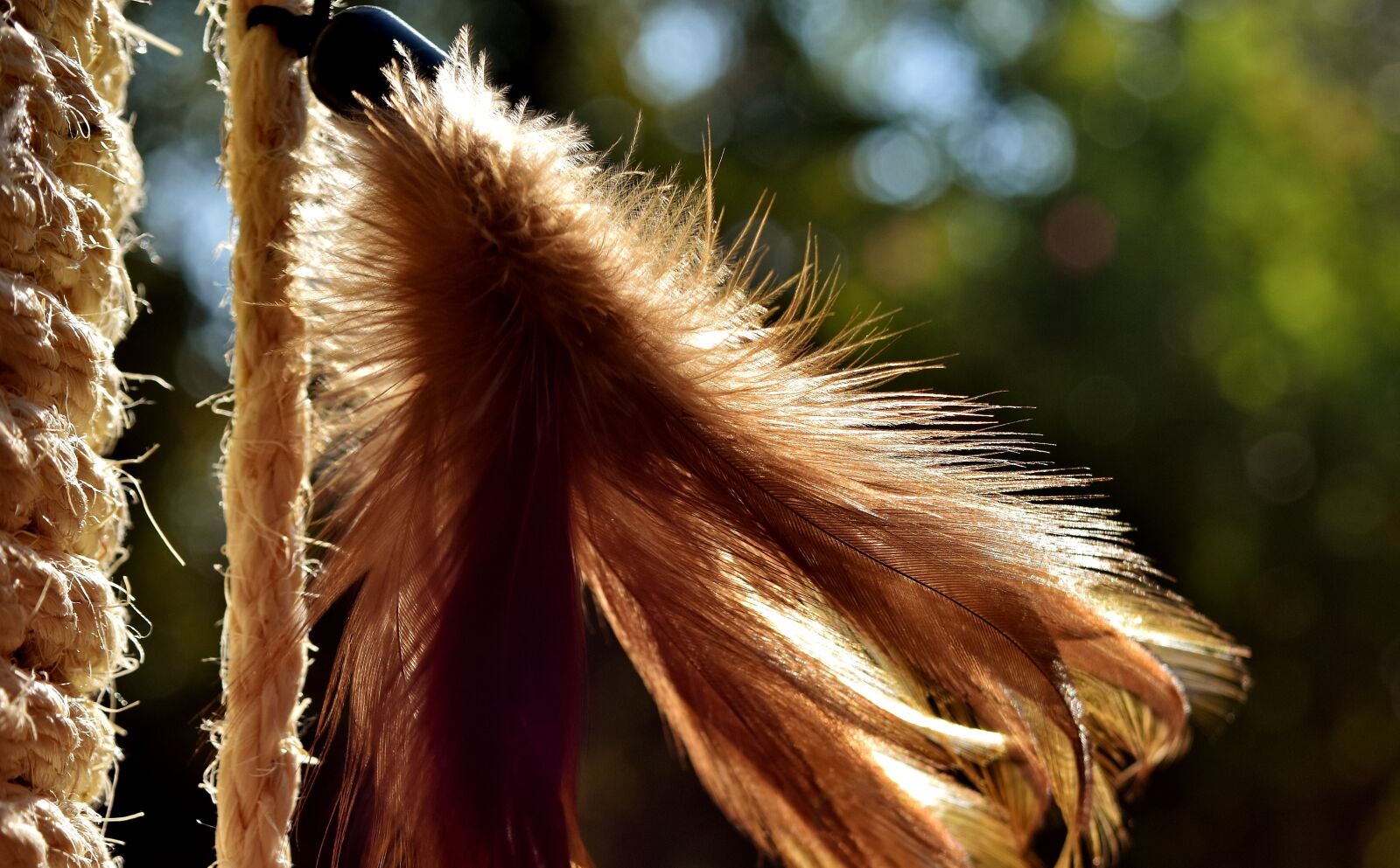 Nikon D7200 sample photo. Feather, color, plumage photography