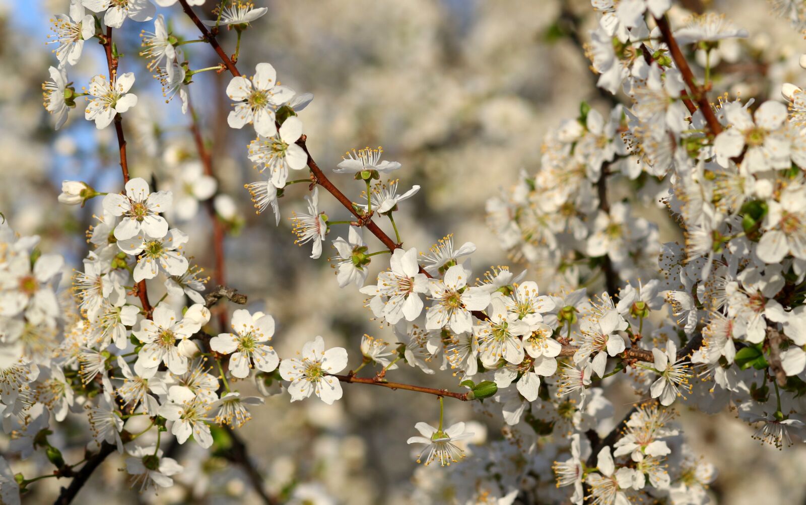 Canon EF 85mm F1.8 USM sample photo. Flowers, white, casey photography