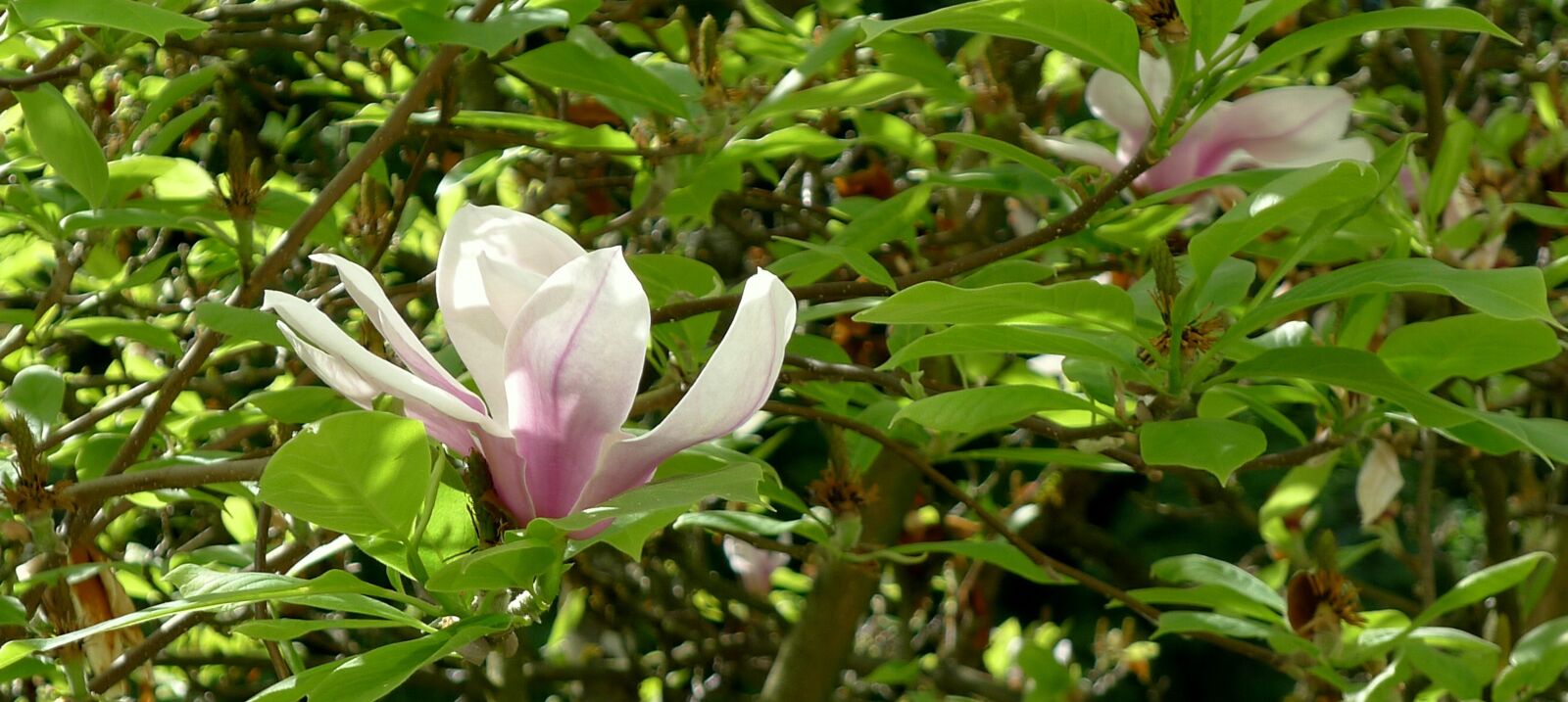 Panasonic Lumix DMC-LX5 sample photo. Magnolia, springtime, single flower photography