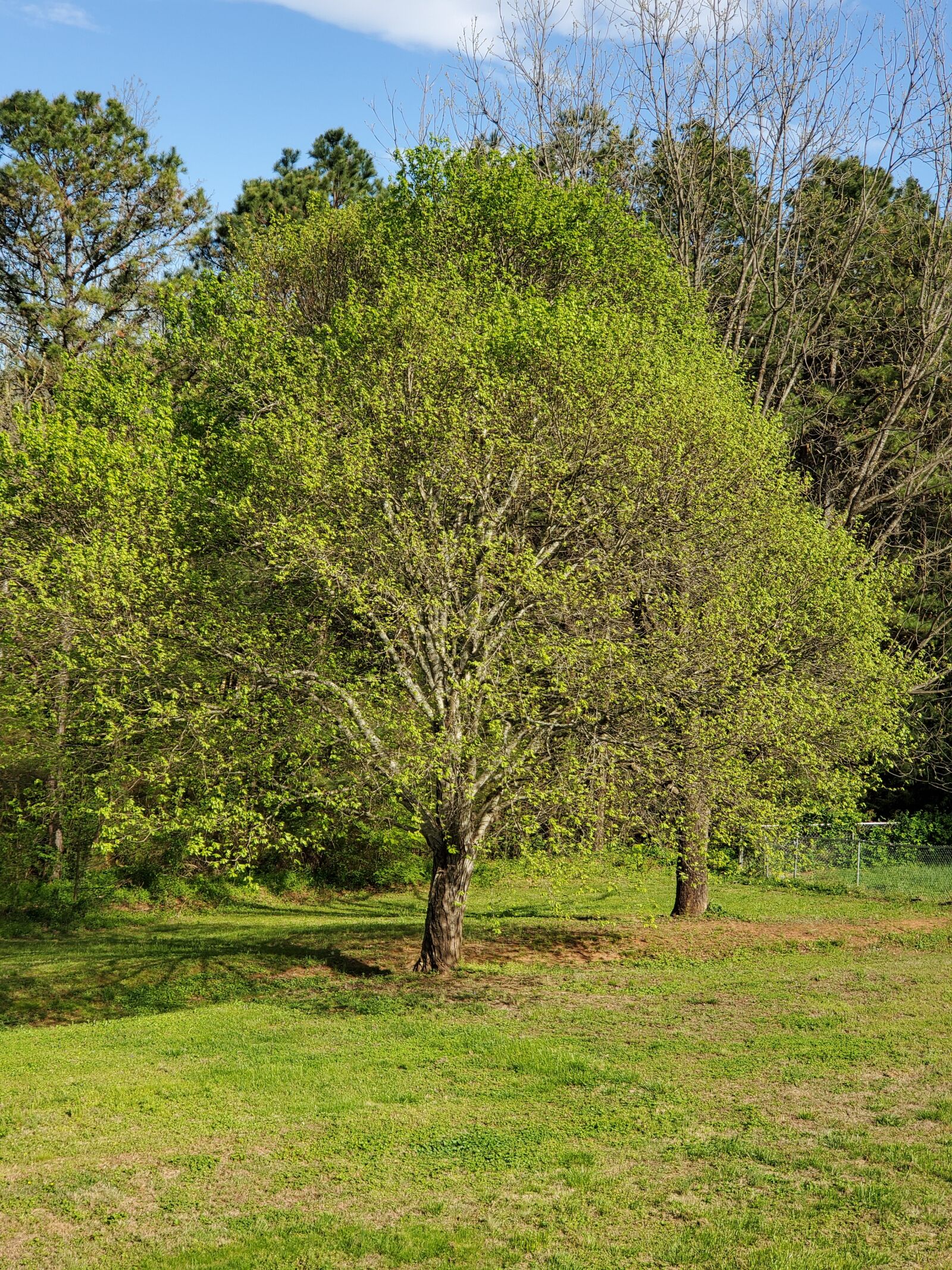 Samsung Galaxy S10 sample photo. Tree, maple tree, maple photography