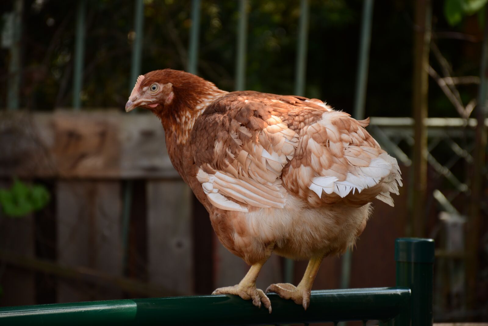 Nikon D7100 sample photo. Pullets, spring, chicken photography