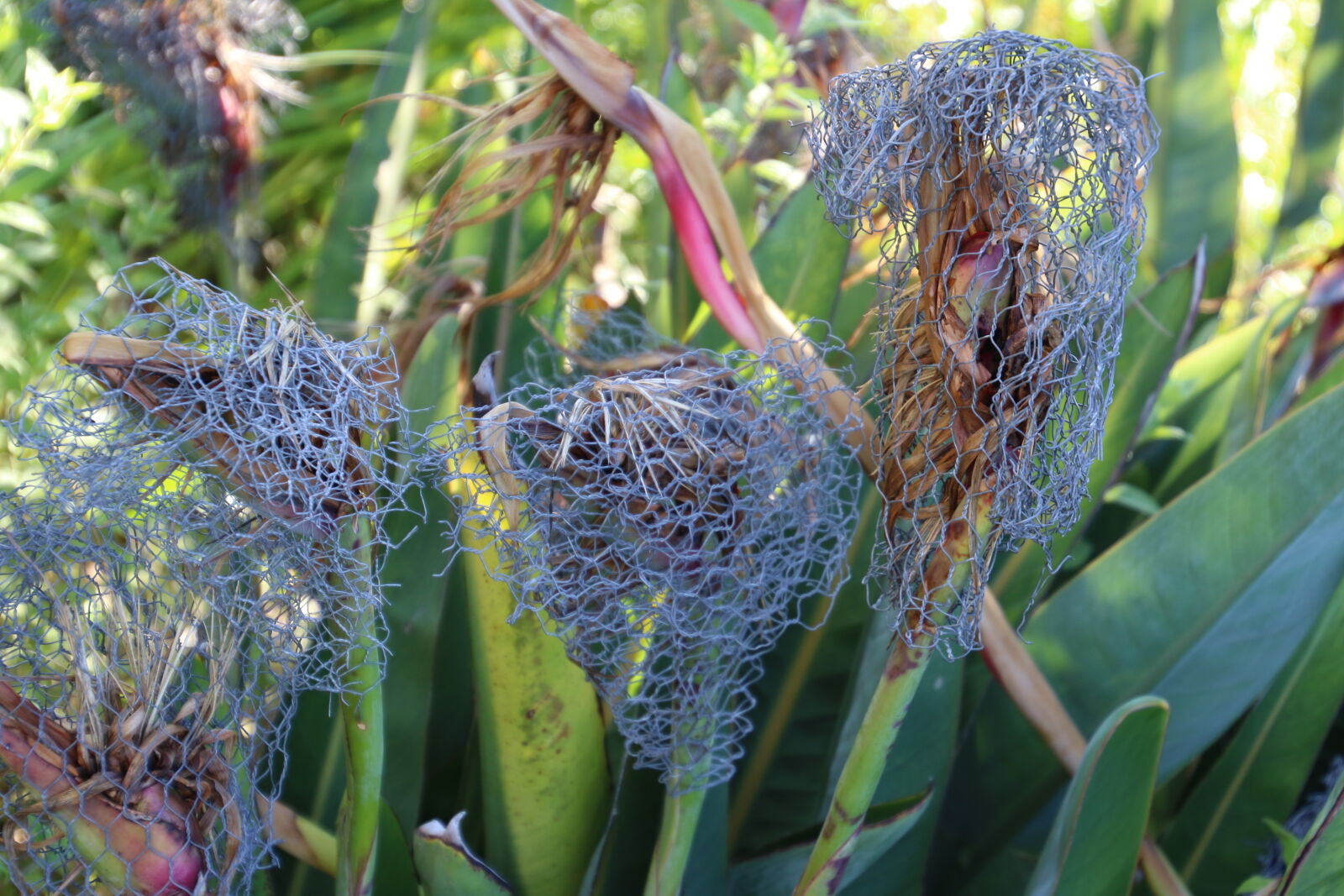 Canon EOS 7D Mark II sample photo. Flower, garden, mesh, protects photography