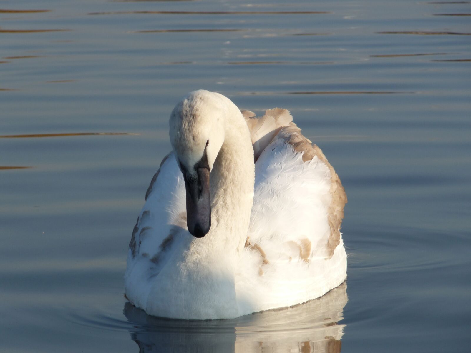 Panasonic Lumix DMC-FZ28 sample photo. Swan, duck, animal photography