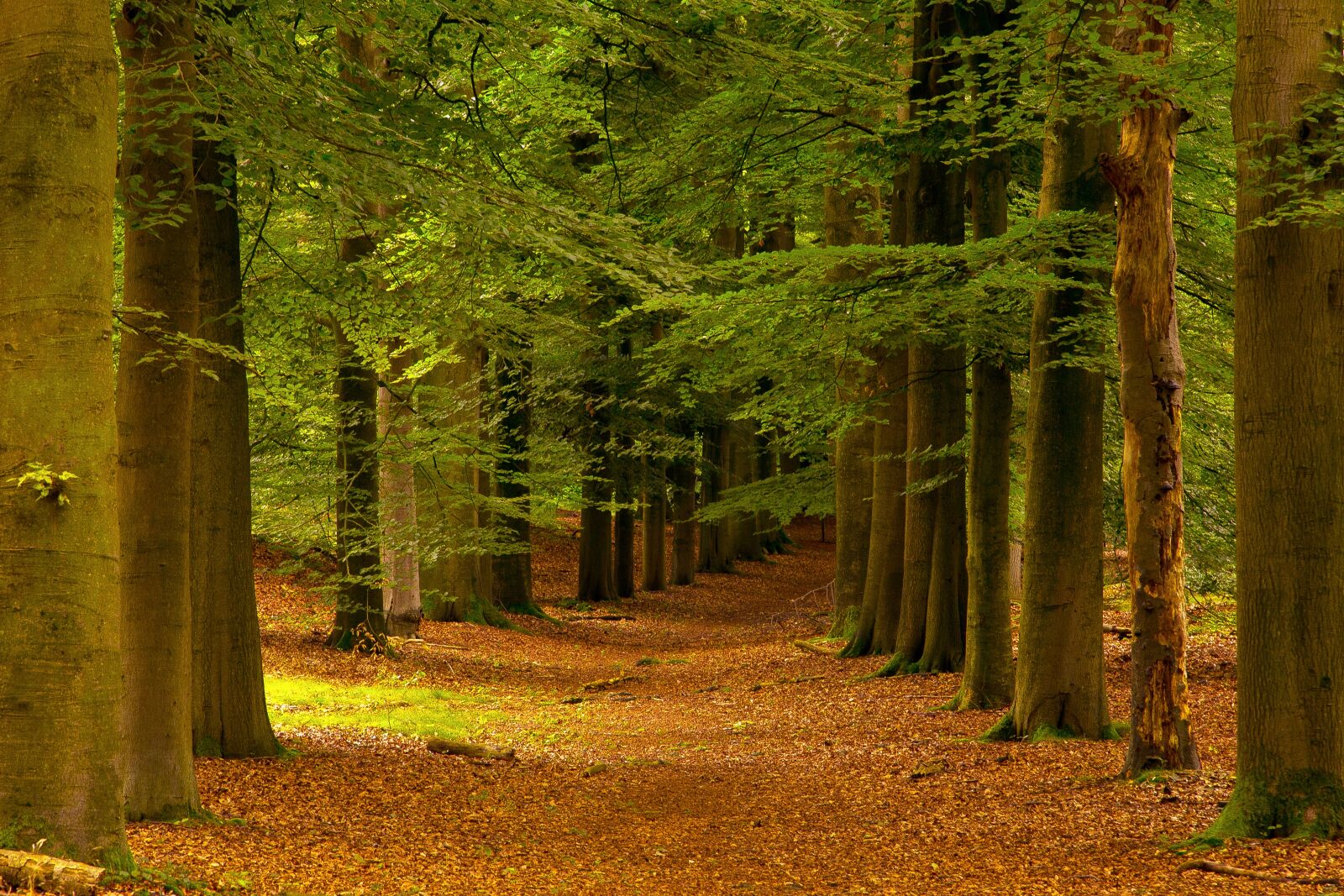 Canon EOS 6D + Canon EF 24-105mm F4L IS USM sample photo. Trees, forest, landscape photography