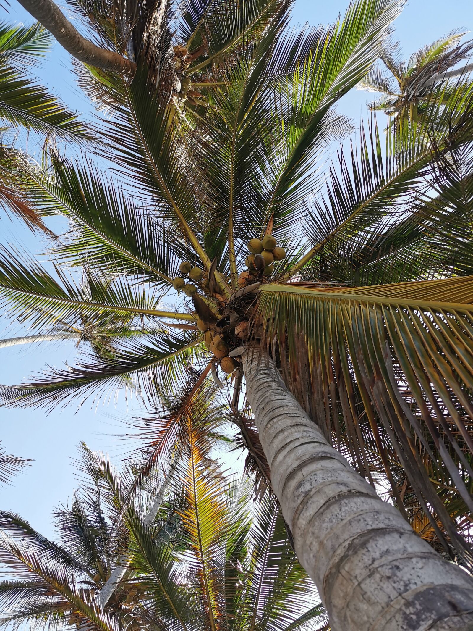 HUAWEI P30 Pro sample photo. Colombia, palm, tropic photography