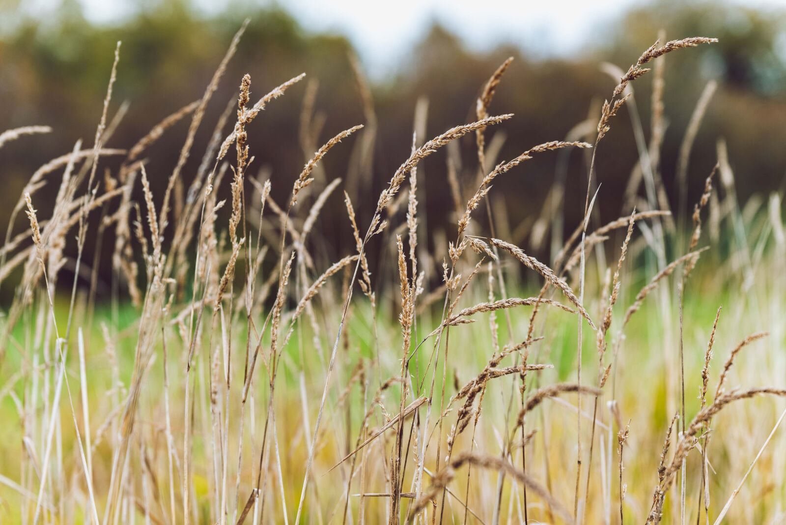 Nikon D750 sample photo. Fall, nature, grass photography