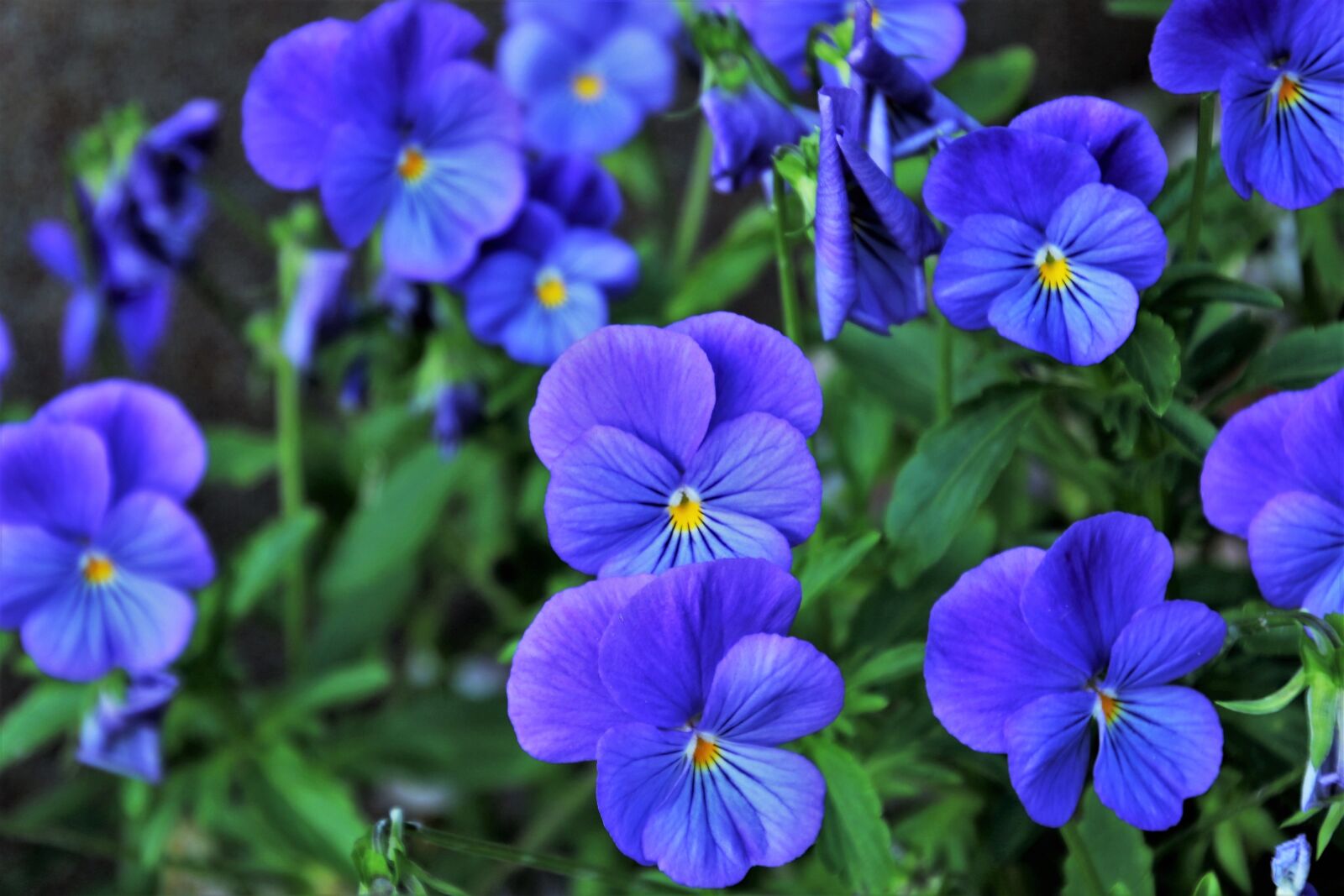 Canon EOS 80D sample photo. Pansies, violet, bloom photography