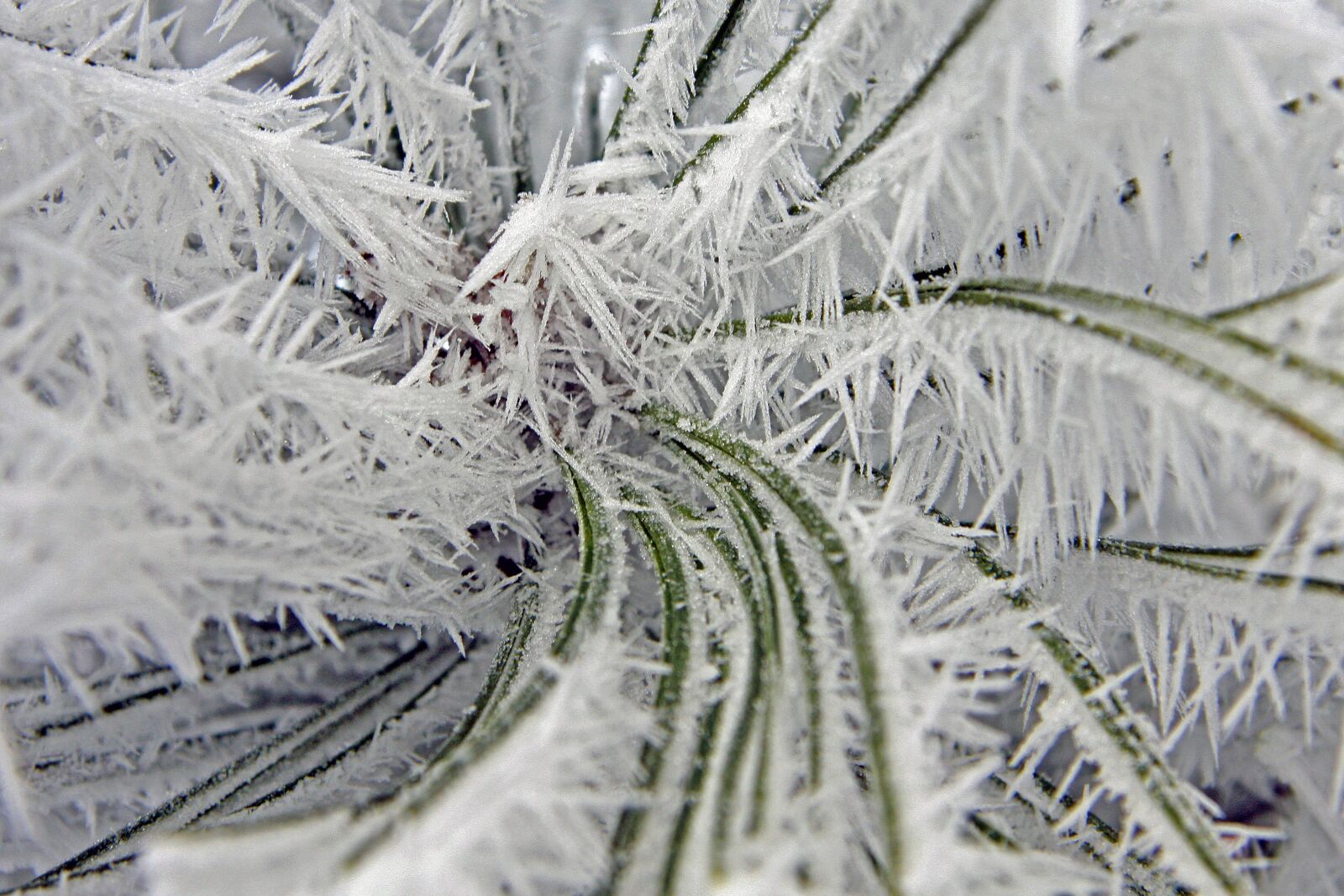 Canon EOS 40D sample photo. Plant, ice, winter photography