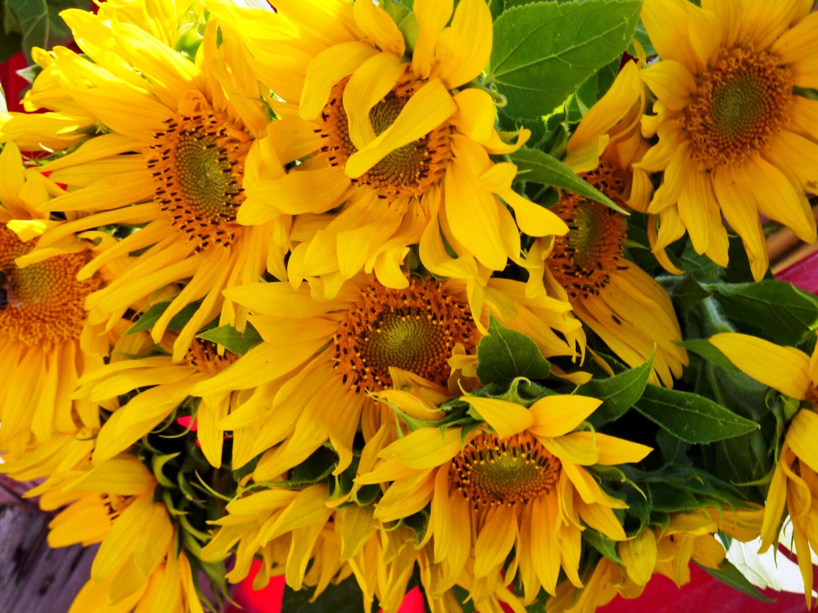 Panasonic DMC-TZ7 sample photo. Sunflower, sunflower seeds, sunflower photography