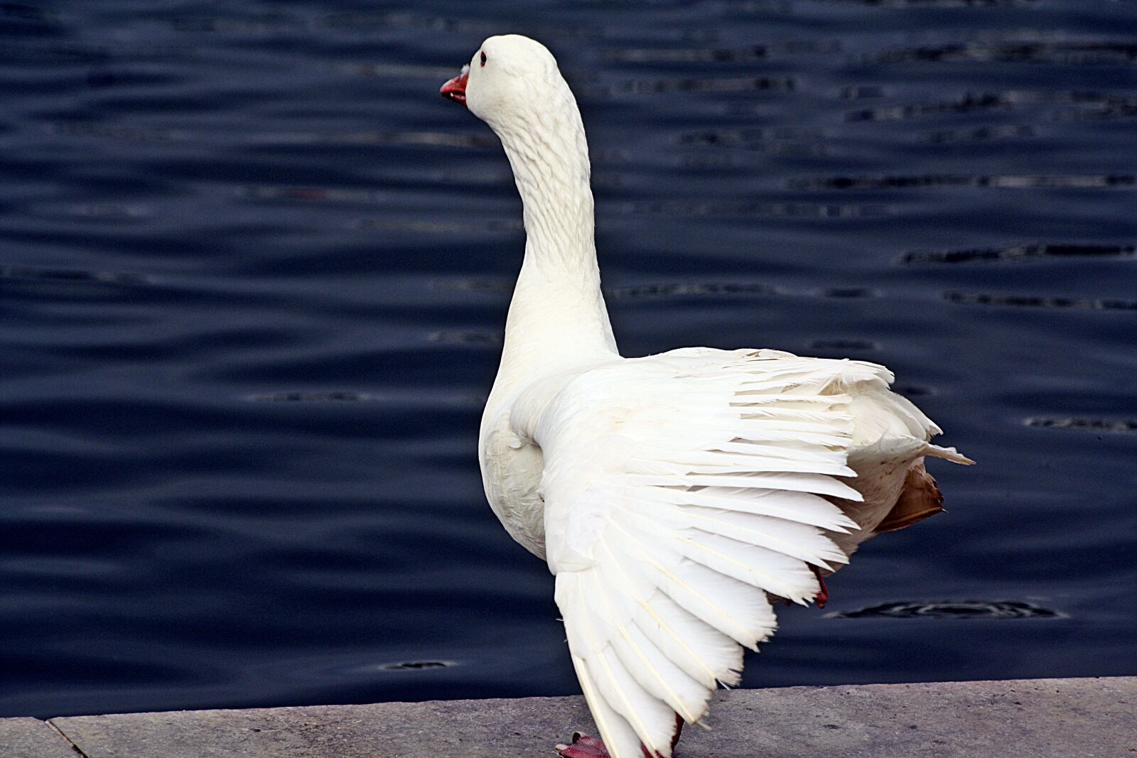 Canon EOS 1000D (EOS Digital Rebel XS / EOS Kiss F) sample photo. Goose, bird, plumage photography