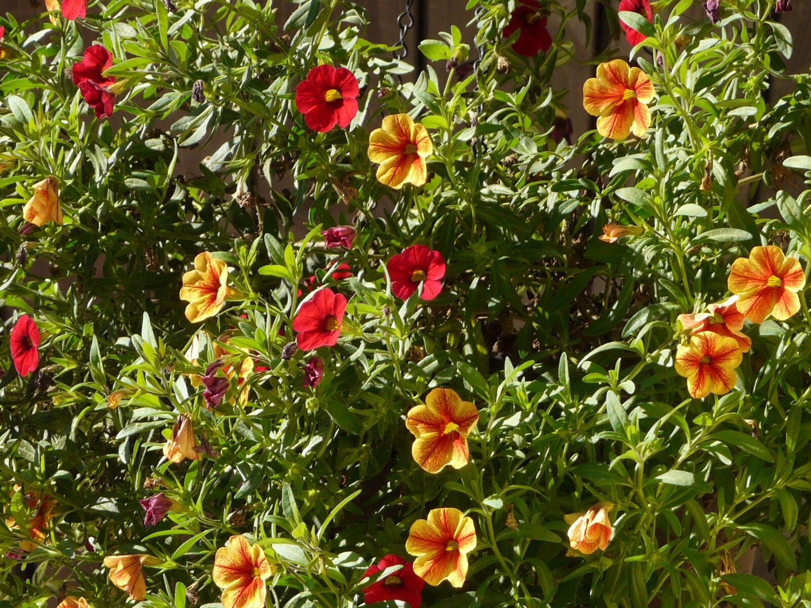 Panasonic DMC-FZ18 sample photo. Petunia, gardening, flower photography