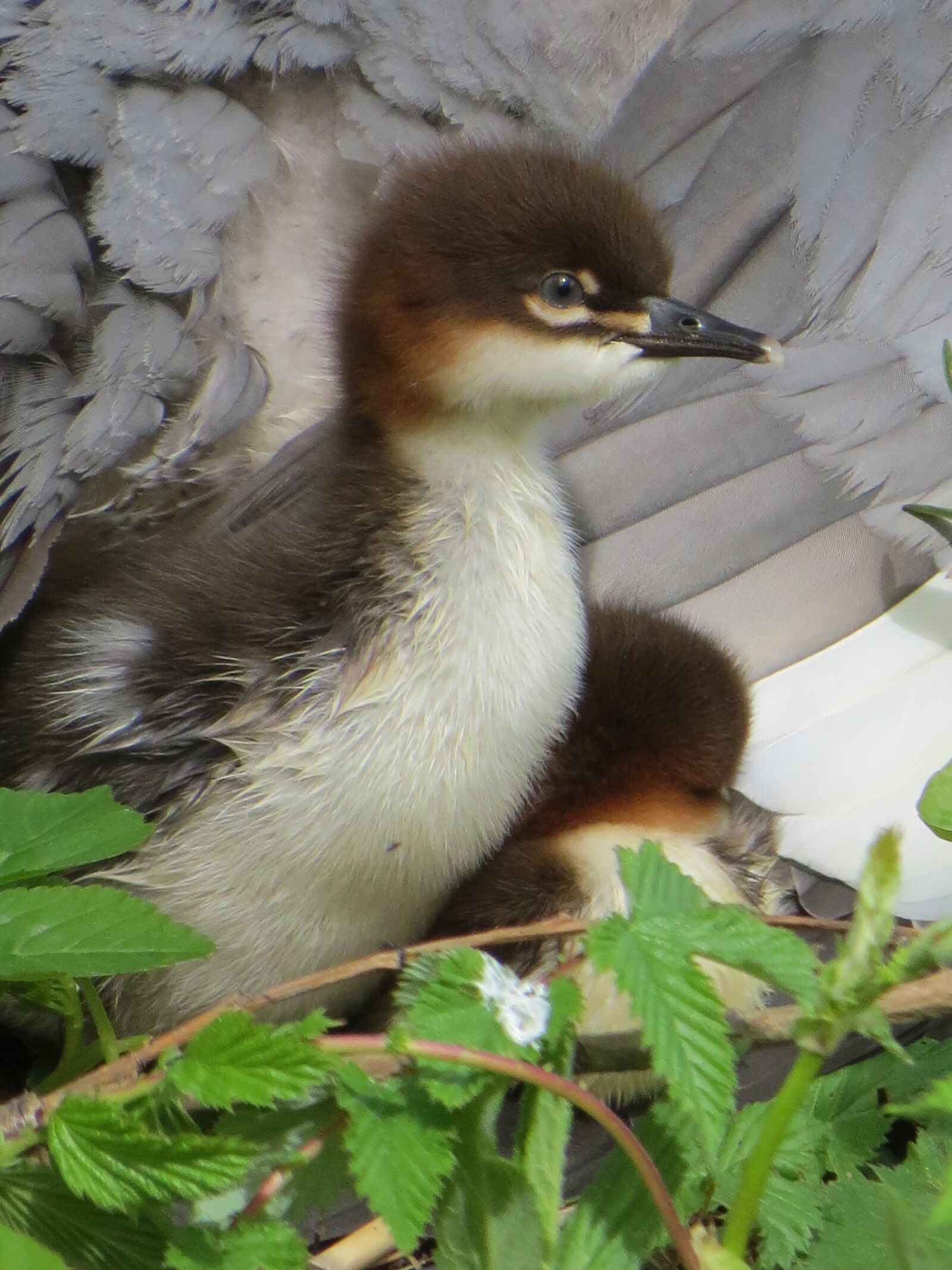 Canon PowerShot SX50 HS sample photo. Baby bird, plumage, animals photography