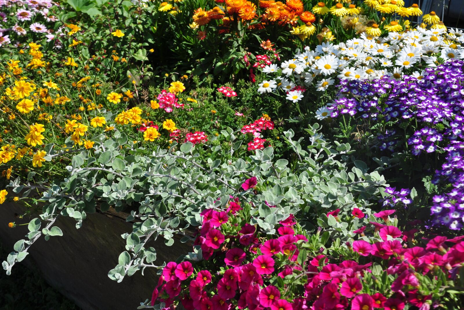 Nikon D90 sample photo. Flowers, color, blossom photography