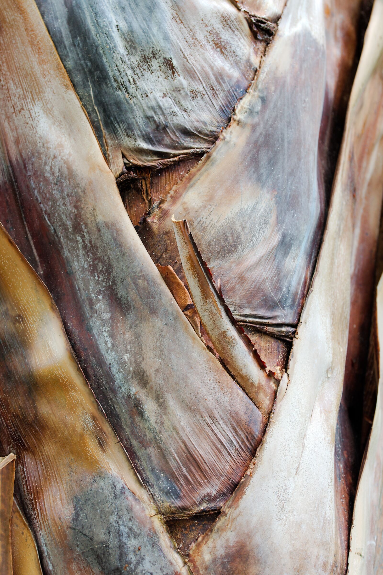 Canon EOS 6D sample photo. Nature, background, wood photography