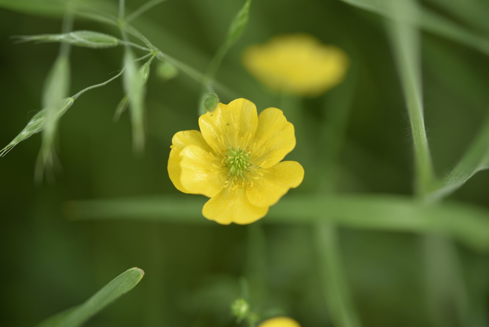 Nikon D750 sample photo. Yellow, flowers, spring photography