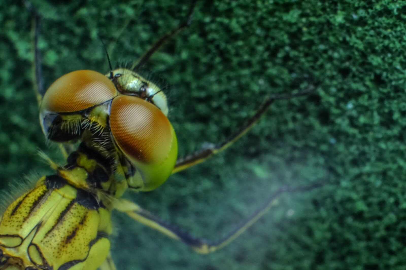 Fujifilm X-E2 sample photo. Dragonfly, insect, black photography