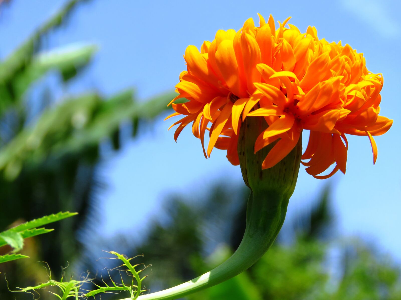 Canon PowerShot SX60 HS sample photo. Yellow, flower, fresh photography