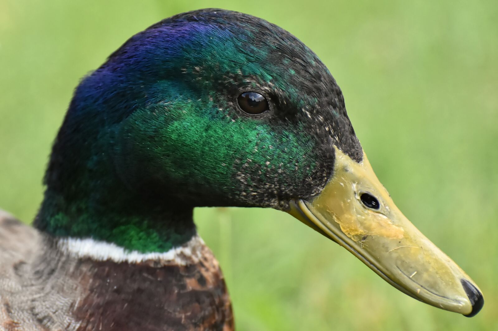 Nikon D7200 sample photo. Drake, mallard, water bird photography