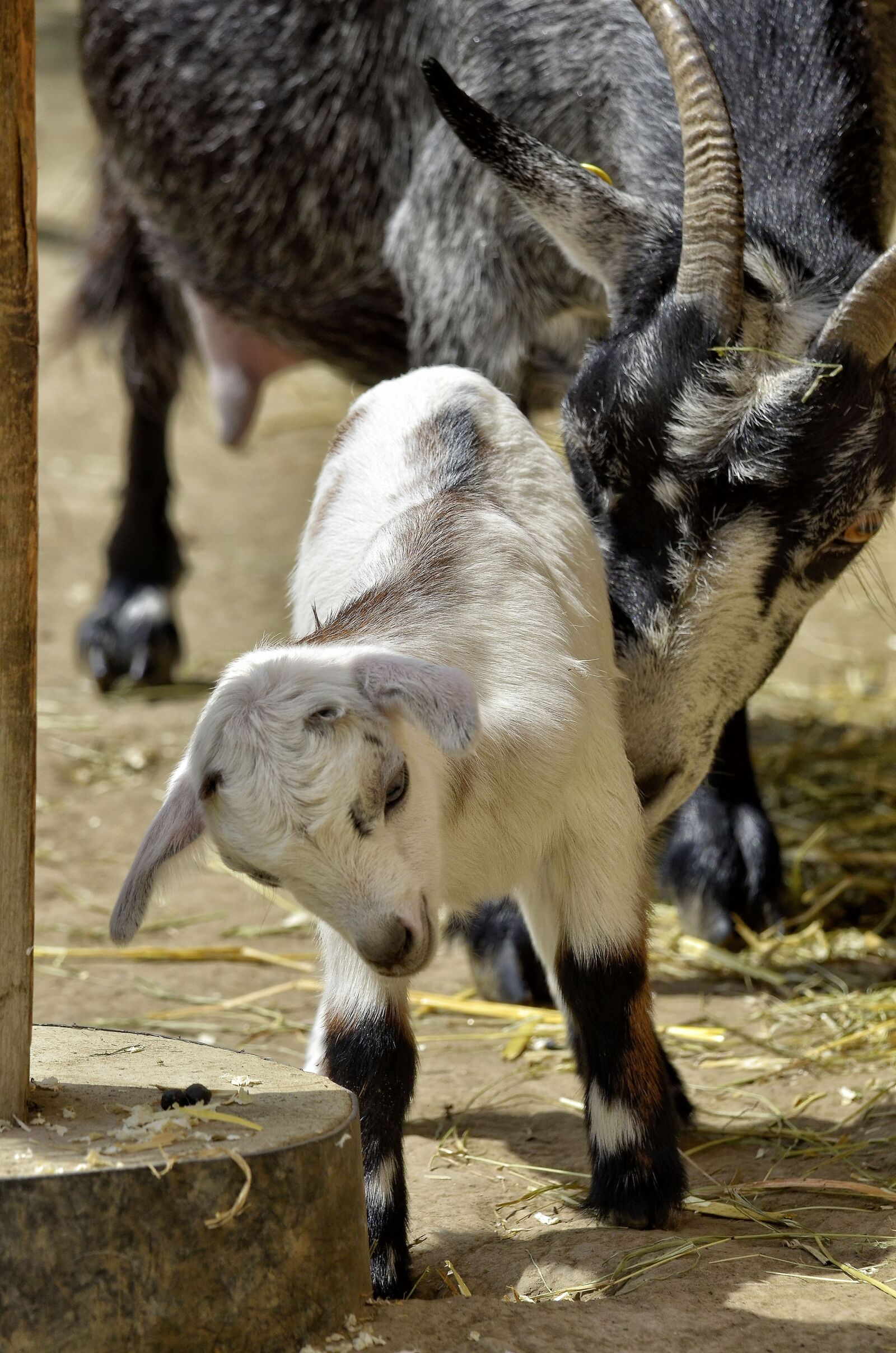 Nikon D7000 sample photo. Animal, goat, young animal photography
