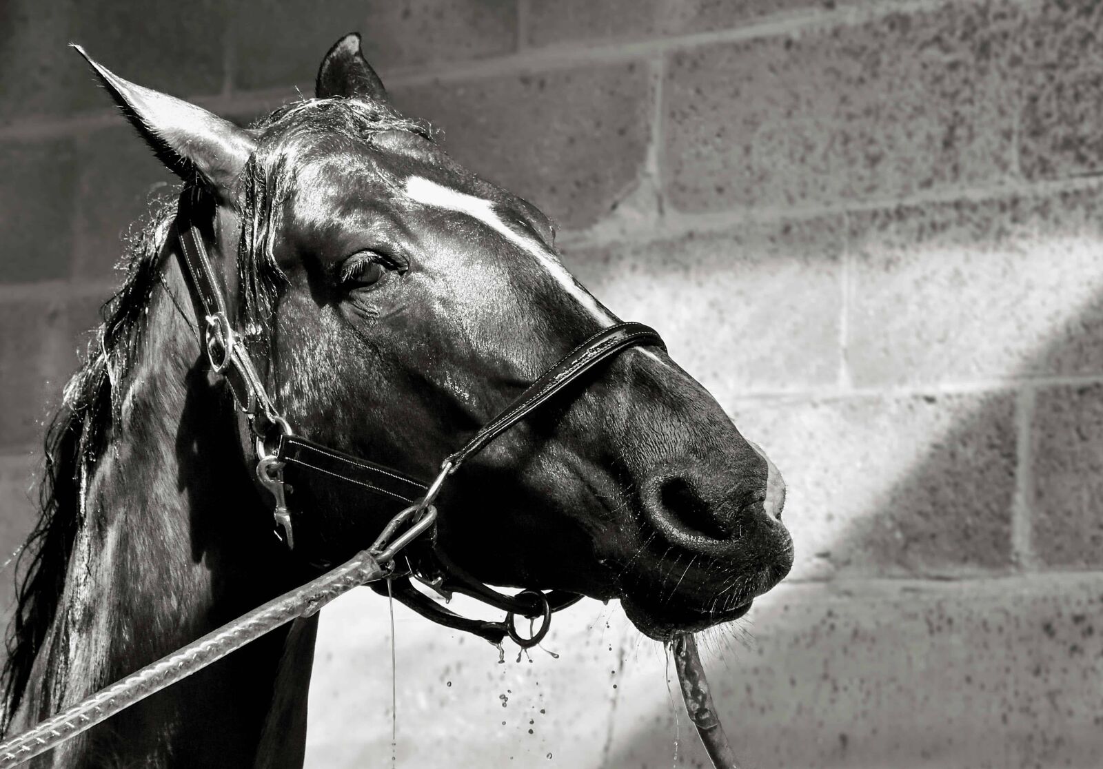 Nikon D500 sample photo. Monochrome, shadow, head, black photography