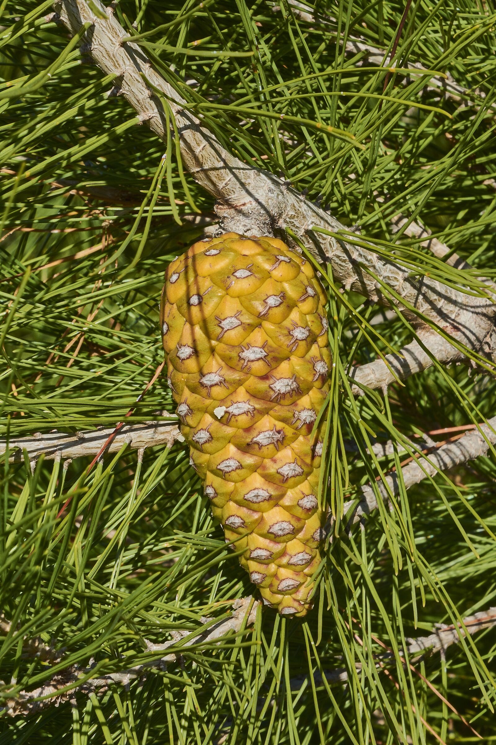 Nikon D7200 sample photo. Leaves, forest, trees photography