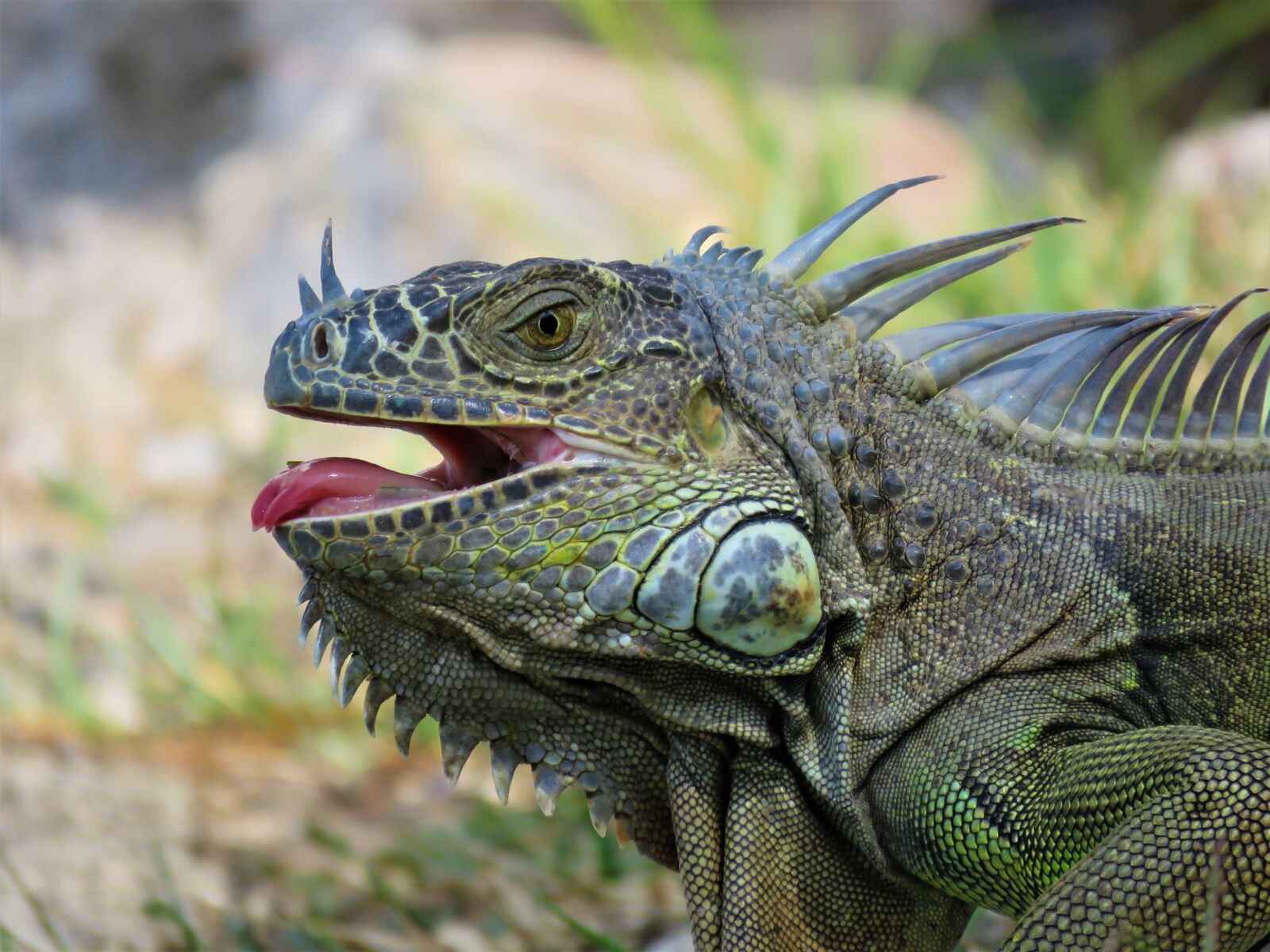 Canon PowerShot SX60 HS sample photo. Iguana, lizard, dragon photography