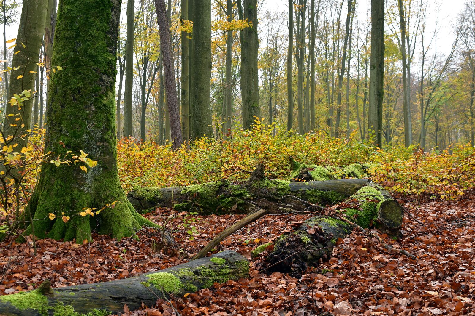 Nikon D3400 sample photo. Forest, moss, green photography