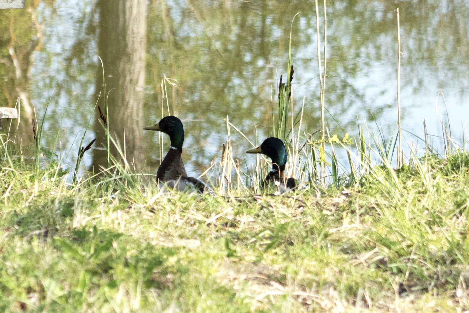 Canon EF75-300mm f/4-5.6 sample photo. Wild ducks, teal, duck photography