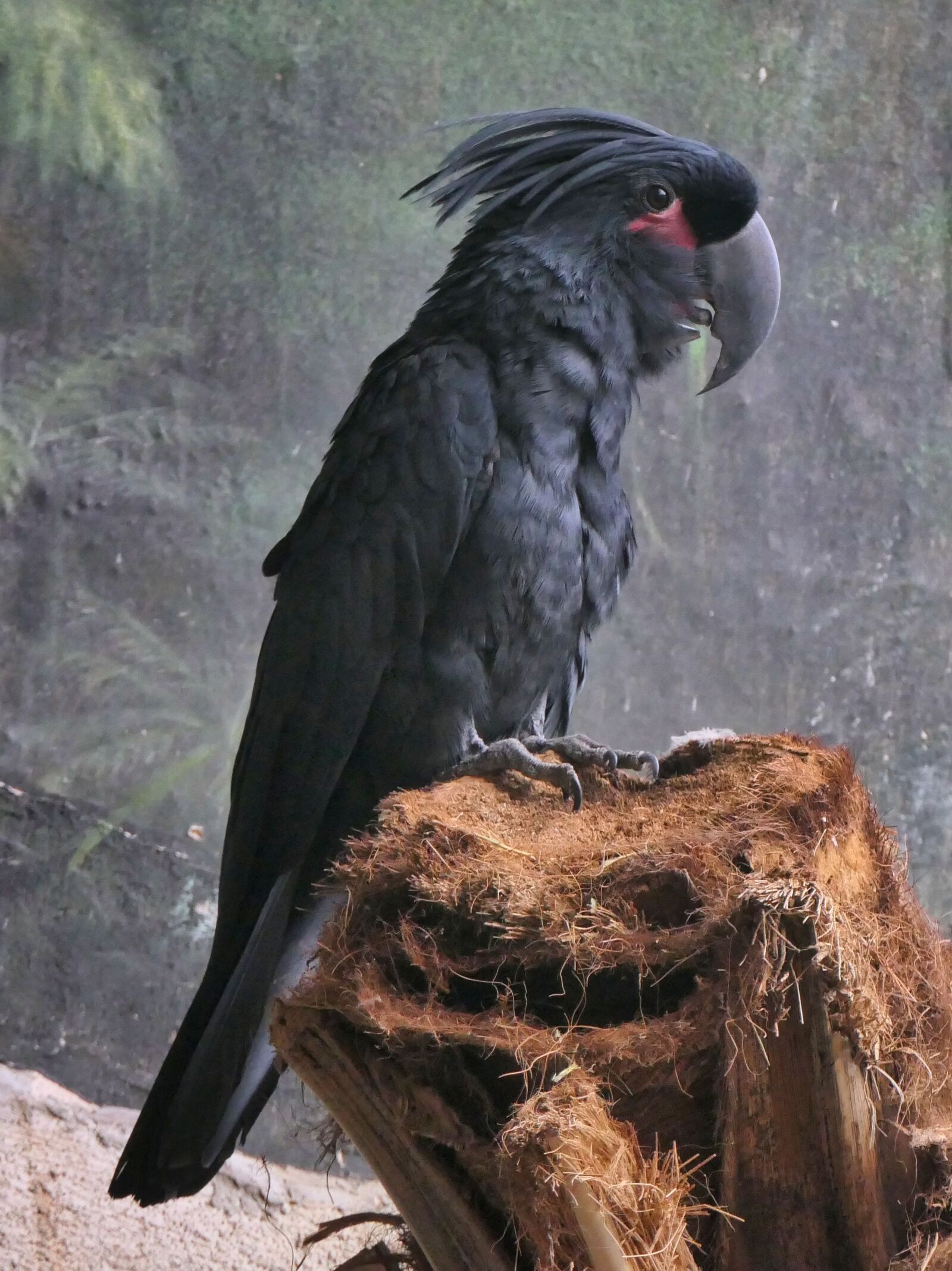 Panasonic Lumix DMC-FZ2500 (Lumix DMC-FZ2000) sample photo. Parrot, grey, bird photography