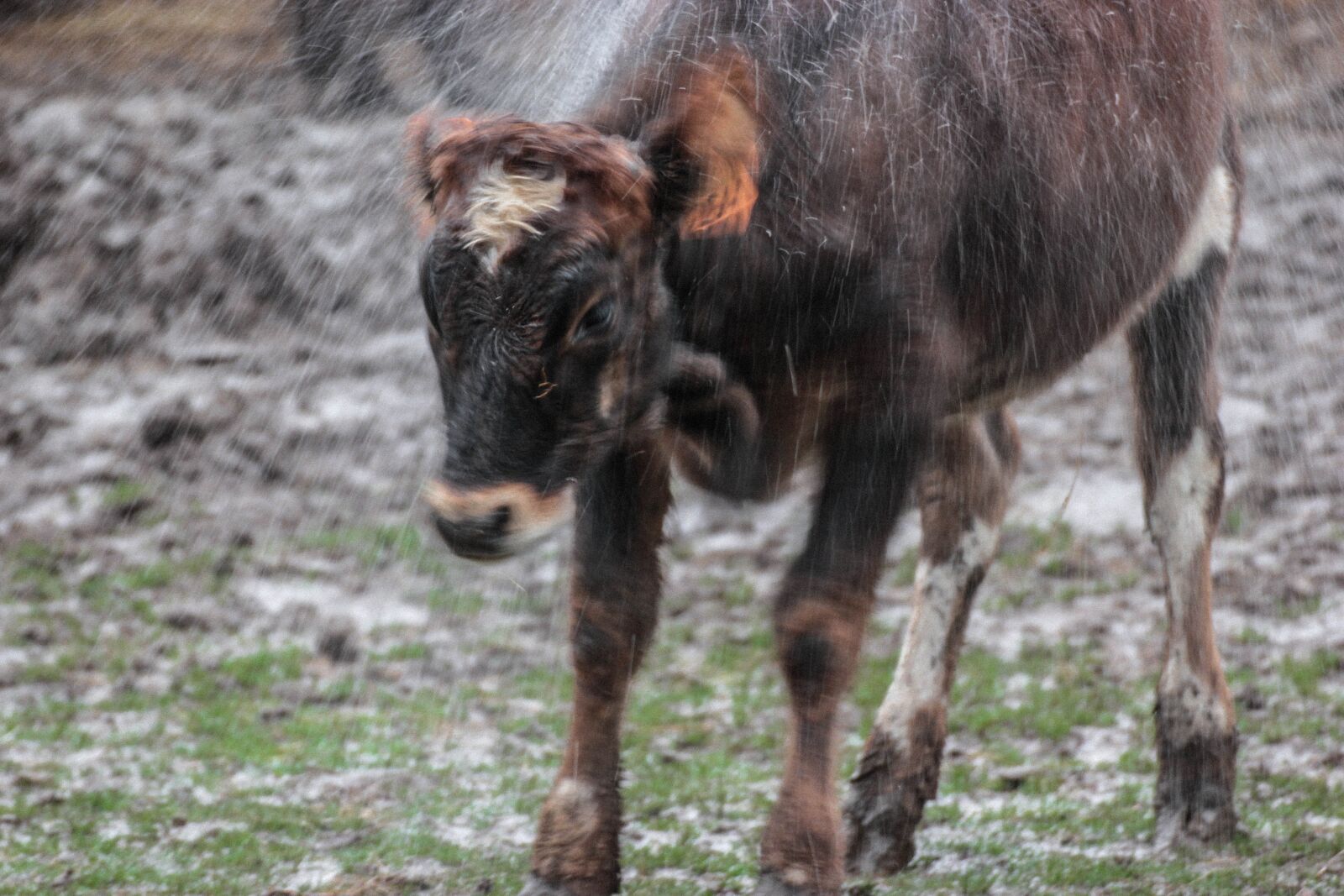 Canon EOS 550D (EOS Rebel T2i / EOS Kiss X4) sample photo. Cow, water, nature photography
