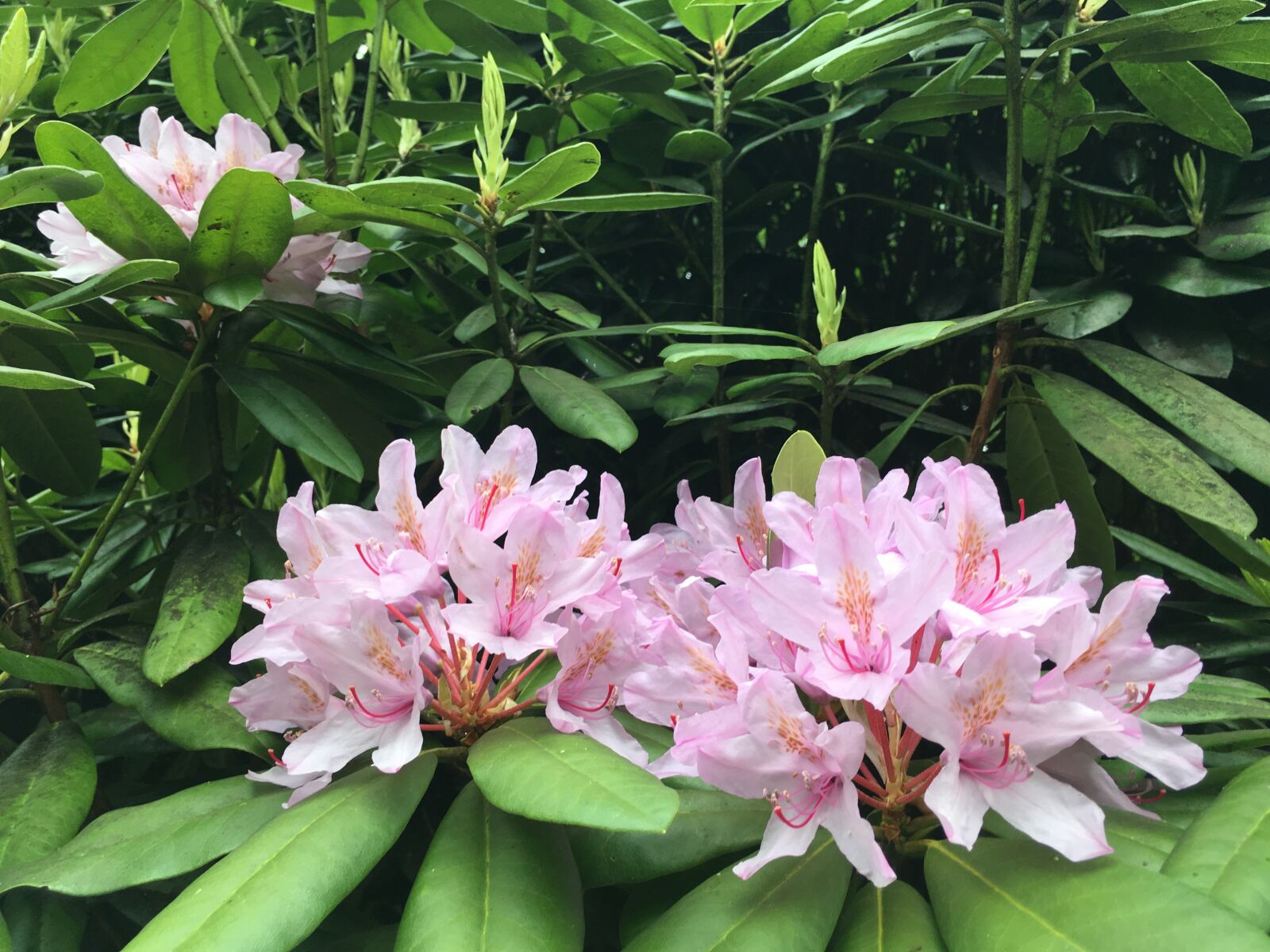 iPhone SE back camera 4.15mm f/2.2 sample photo. Woodland, spring, rhododendron photography