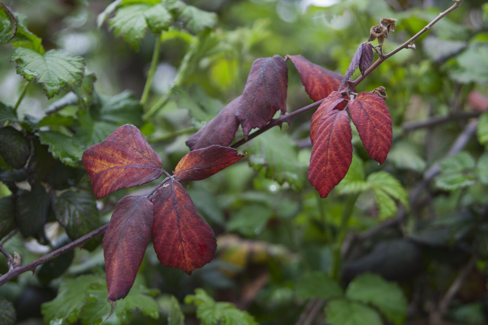 Canon EOS 350D (EOS Digital Rebel XT / EOS Kiss Digital N) sample photo. Leaves, nature, red photography