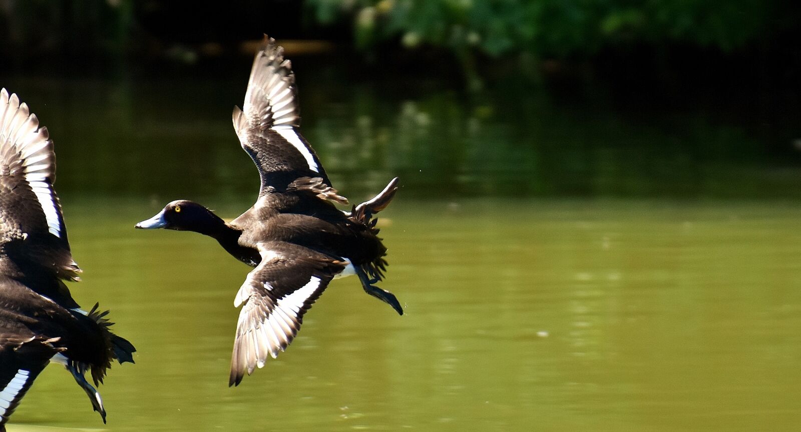 Nikon D7200 sample photo. Tufted duck, ducks, play photography