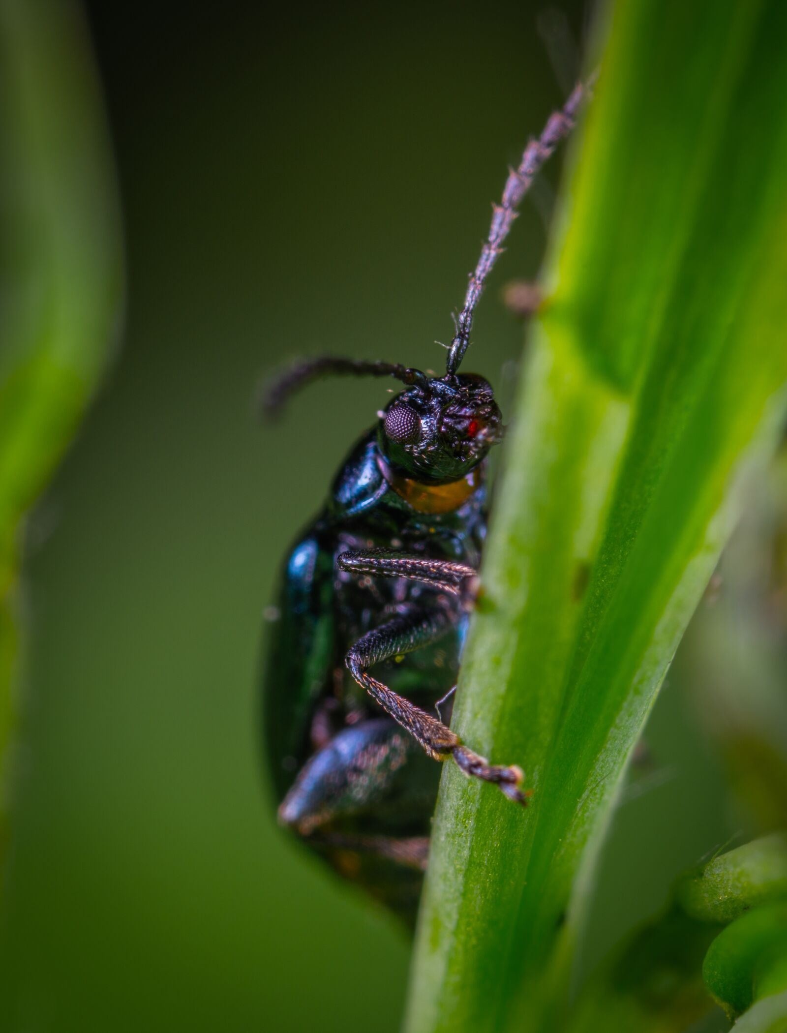 Sony a7R II sample photo. Insect, macro, beetle photography