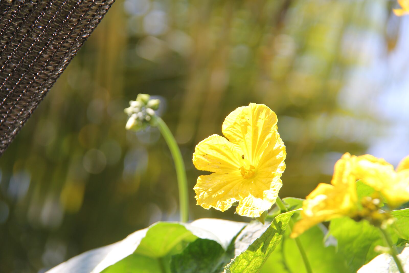 Canon EF-S 18-200mm F3.5-5.6 IS sample photo. Flower, tree, the leaves photography