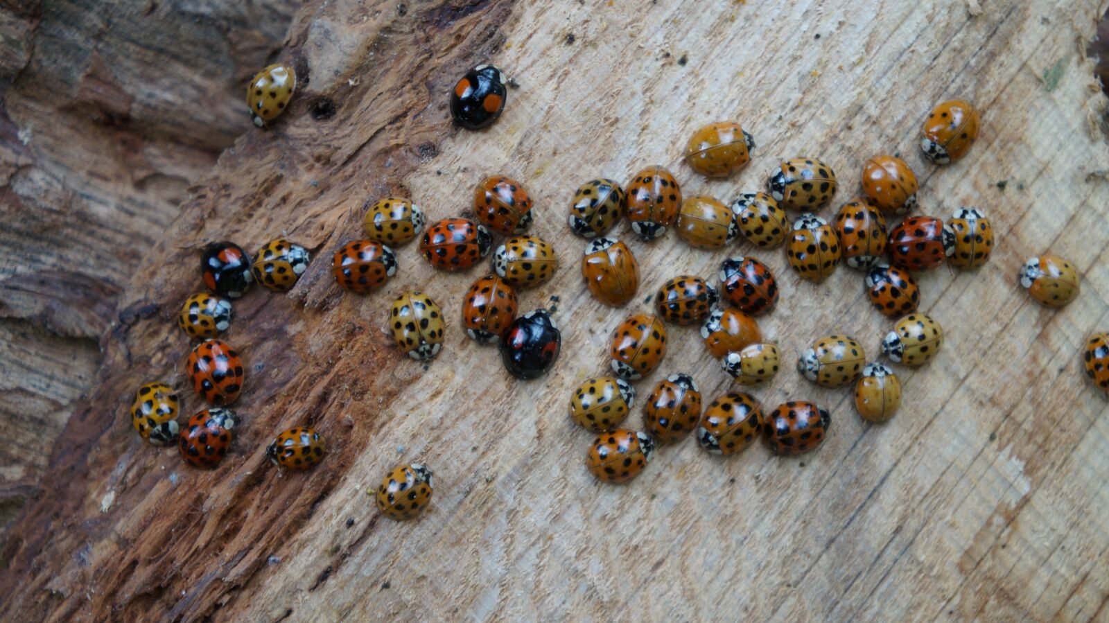 Sony Alpha a3000 sample photo. Beetle, ladybug, insect photography